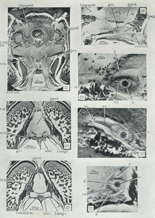 Fused Neurons and Synaptic Contacts in the Giant Nerve Fibres of Cephalopods in Philosophical Transactions of the Royal Society of London, No 564 Vol 229 Series B 25 May 1939