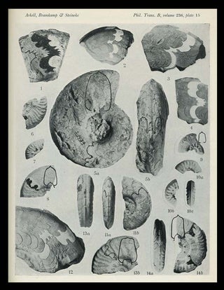 Jurassic Ammonites From Jebel Tuwaiq, Central Arabia, with R. A. Bramkamp; M. Steineke With Stratigraphical Introduction in Philosophical Transactions of the Royal Society of London, No. 633, Vol. 236, Series B, 6 March 1952
